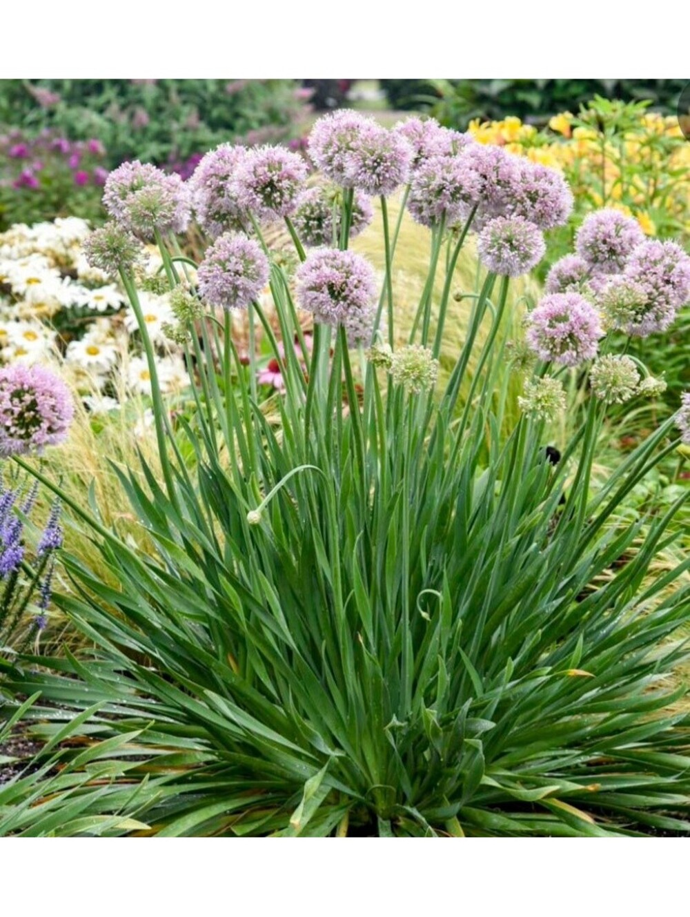 LIVE PLANT: Ornamental Onion/ Allum
